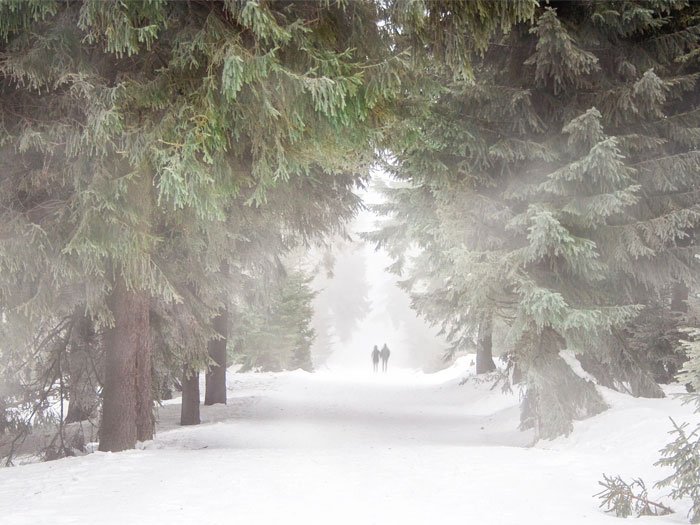 Deux personnes marchant ensemble dans un chemin enneigé et brumeux entre des conifères, symbolisant le parcours à travers les défis de la vie.