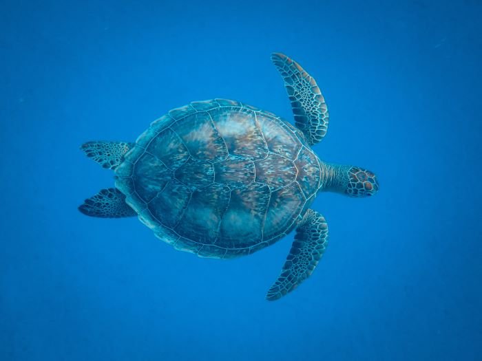 Image d'une tortue de mer nageant gracieusement dans l'océan bleu profond, symbolisant la renaissance et le rétablissement, évoquant le témoignage de Sandra sur son parcours de guérison et de renouveau.